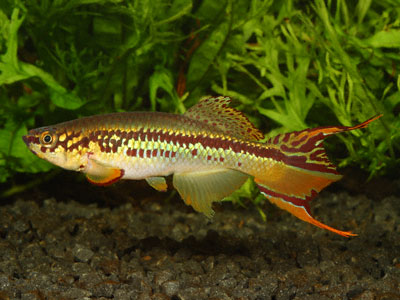 Fundulopanchax deltaensis Fundulopanchax deltaensis